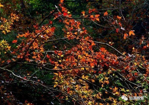 仙游蜚山红叶 美醉了的南国秋色