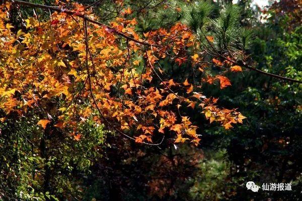 仙游蜚山红叶 美醉了的南国秋色