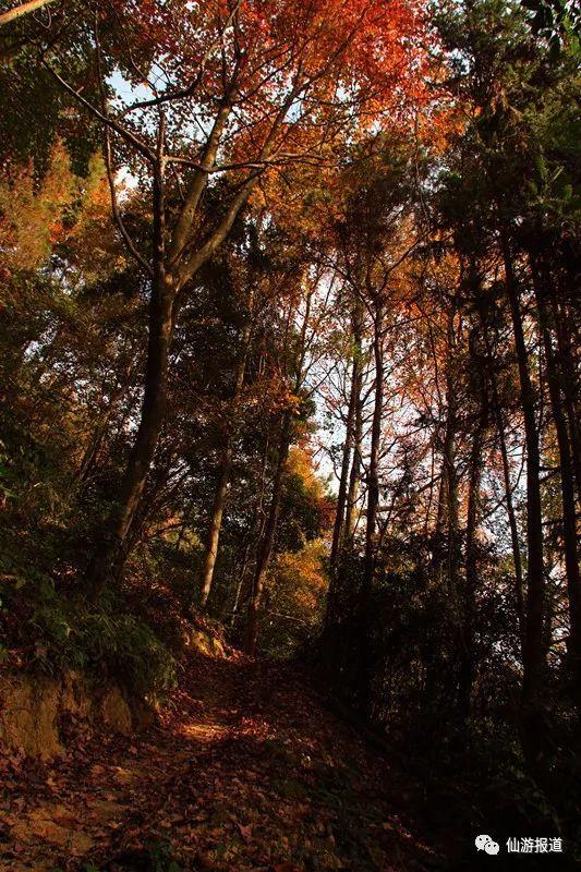 仙游蜚山红叶 美醉了的南国秋色