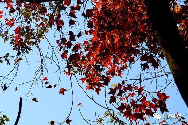 仙游蜚山红叶 美醉了的南国秋色