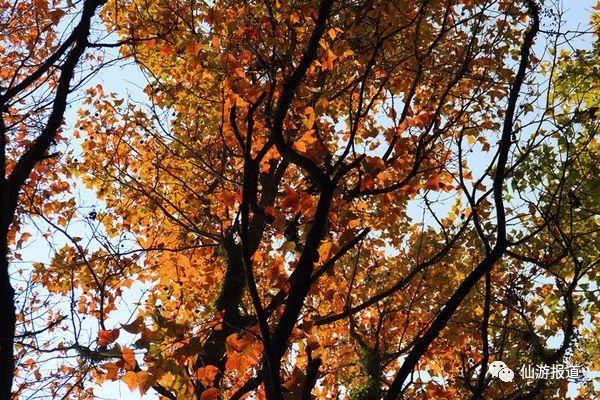 仙游蜚山红叶 美醉了的南国秋色