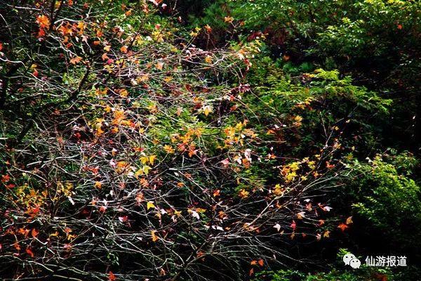 仙游蜚山红叶 美醉了的南国秋色