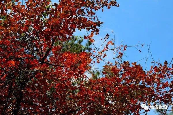 仙游蜚山红叶 美醉了的南国秋色