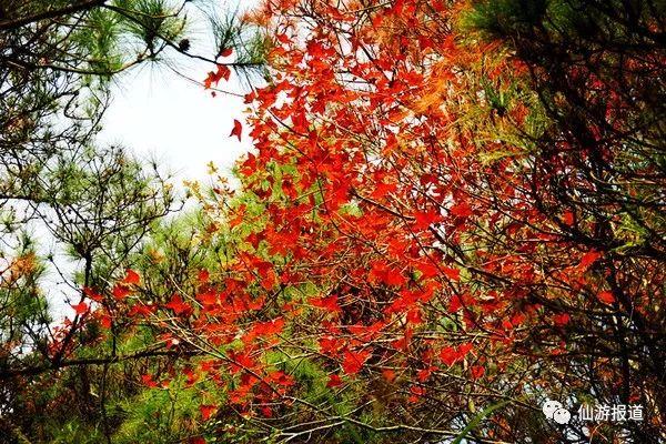 仙游蜚山红叶 美醉了的南国秋色