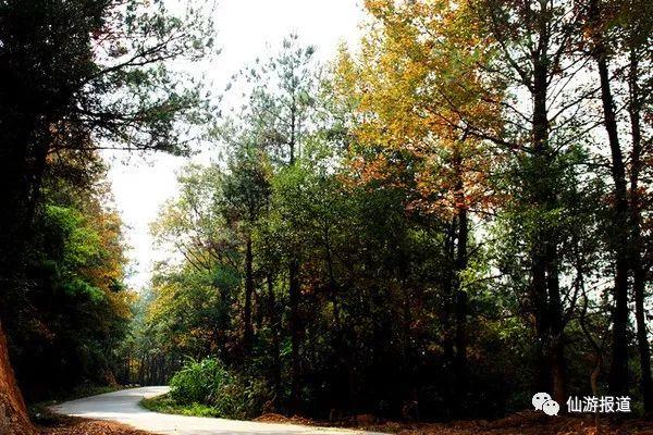 仙游蜚山红叶 美醉了的南国秋色