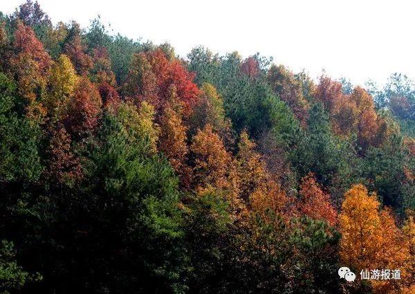 仙游蜚山红叶 美醉了的南国秋色