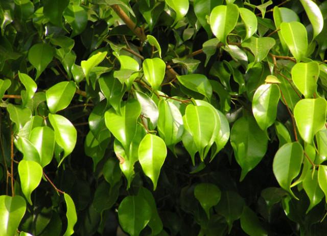 室内观赏吸毒植物大全(室内吸毒植物排行榜)-措必培
