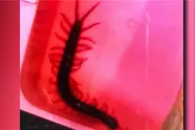 心惊肉跳！男子突感大腿刺痛，脱裤发现腿上竟有一条15cm的蜈蚣！视频封面