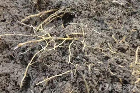 深扒钙的奥秘（上）