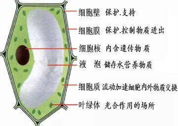 深扒钙的奥秘（上）