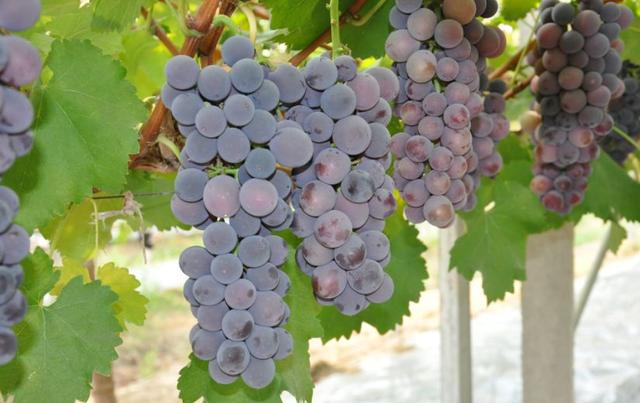 深扒钙的奥秘（上）