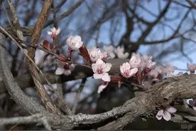 人生如果树，在风雨中成长，在阳光下开花，繁花落尽，硕果累累图片