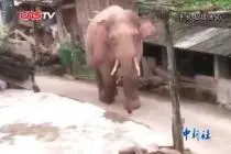 云南普洱：亚洲象进村觅食 当地探索技防措施视频封面