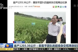亩产1203.36公斤！袁隆平团队的超级杂交稻再创纪录视频封面