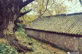 坐高铁探访绝美银杏村，攻略在此！图片