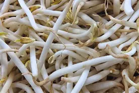 春季养生食疗（一）：春食豆芽助营养 清热解毒能通便图片