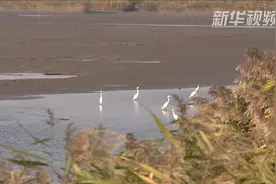 湿地飞鸟芦苇荡 还湿地本来的样子视频封面
