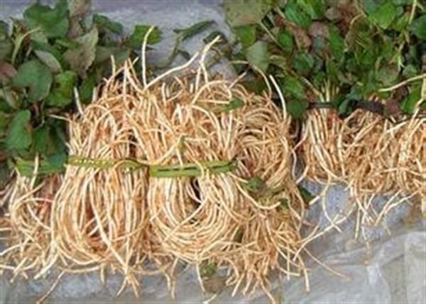 春季多吃四种野菜，健康饮食，滋补身体，远离疾病