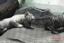 秘鲁动物园白虎宝宝疯玩撒欢 咬兄弟尾巴逗趣十足图片