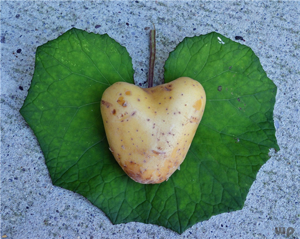 人类的“第二面包”：马铃薯，我是土豆