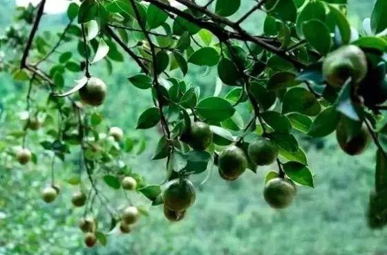 鐢ㄥ畠娲椾竴娆″ご锛屼竴鍛ㄥ悗涓嶈劚澶村彂浜嗭紝涓濈桓鑸煍婊戯紝涓€姊冲埌搴? onerror=