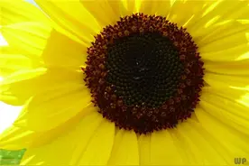 人到中年，一切随缘图片