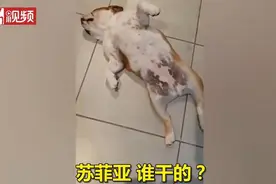 教科书般的演技！狗狗犯错装死一听到零食就活了图片
