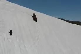 永不言弃！小熊跟随妈妈一起爬雪山，数次滑落山坡后，最终登顶！视频封面