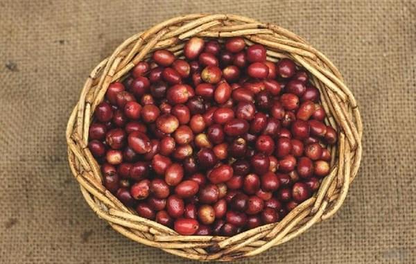 绾㈣眴銆佺豢璞嗐€侀粦璞嗭紝浠€涔堣眴鏇村仴搴凤紵鍛婅瘔浣犻€傚悎鐨勯€夋嫨寰堝浜轰笉娓呮