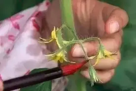 大棚蔬西红柿、黄瓜、茄子点花蘸花技巧及注意事项图片