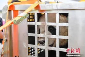 大熊猫“贡贡”“舜舜”抵达海口 开启旅居海南生活图片