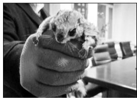 猎流网店优化下载（飞鼠成新晋网红 背后黑色猎售利益链曝光）