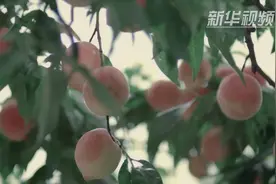 大桃的“味道”视频封面