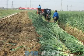 章丘大葱机械化收获取得重要突破图片
