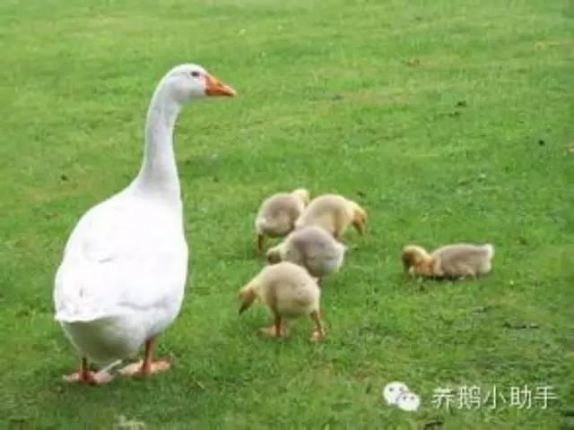鹅爱吃什么，鹅吃什么草