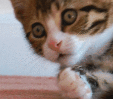 致命点击3攻略（紧急多名女性受害）