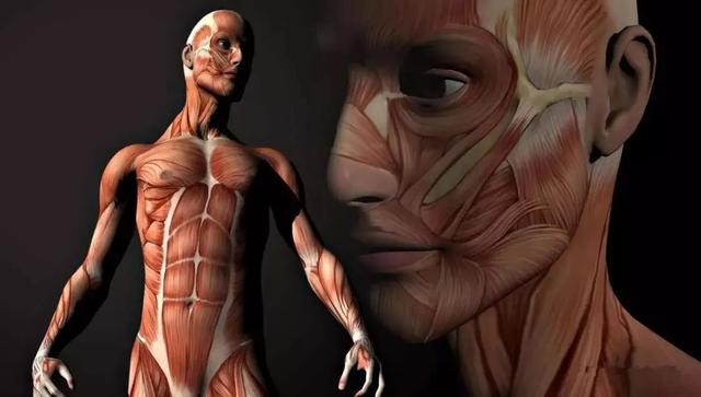 肌肉生长的过程，认真看完相当于上了一节私教课！