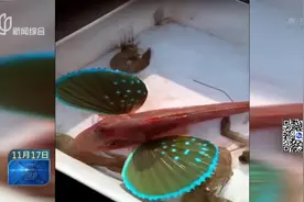 罕见！一双蝴蝶翅膀随意闭合，长翅膀的鱼你见过吗？视频封面