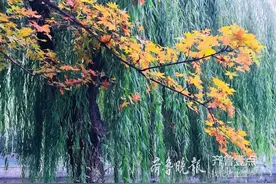 满城尽戴黄金甲，正是北国风光浓艳时图片