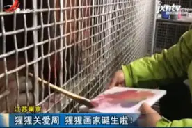 江苏南京：猩猩关爱周 猩猩画家诞生啦！视频封面
