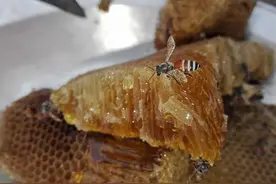 蜂蜜养生长寿，但2种人不能喝！家人要牢记，不喝“糊涂蜜”图片