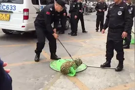 爱犬未拴绳险被带走！深圳城管街头突击，1小时收治5只流浪犬视频封面