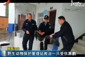 陕西汉中：野生动物保护管理站救治一只受伤黑鹳视频封面