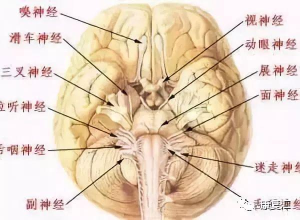 皮肤病手掌心角化裂隙能否对肌瘫瘫肌力鉴定