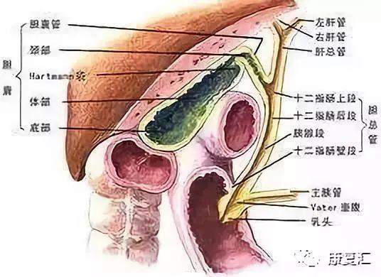 皮肤病手掌心角化裂隙能否对肌瘫瘫肌力鉴定