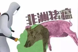 「关注」非洲猪瘟哪来的？肉还能吃吗？会传染人吗？答案在这里！图片