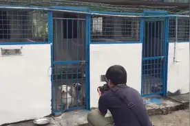 占地五千平，有68间犬舍，收治百余犬，深圳这里可带流浪犬回家视频封面