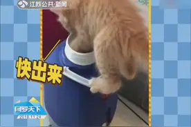 主人不在家的时候，喵星人和狗子都是这么玩儿的，笑翻！视频封面