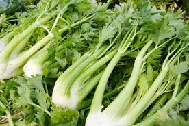 「健康」芹菜真能降血压，但你要吃对部位！这么吃，还能有助睡眠，厉害图片