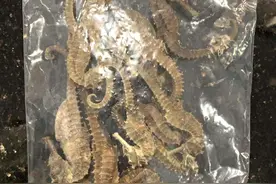 不要带干海马回来泡药酒了，这是濒危动物制品！图片
